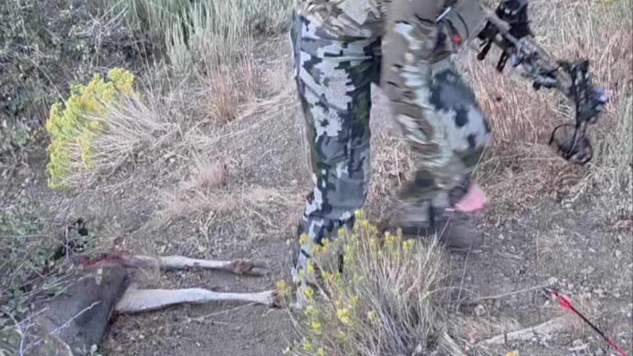 Nevada muledeer hunt