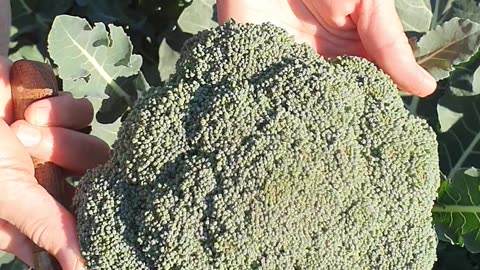 broccoli at harvest stage