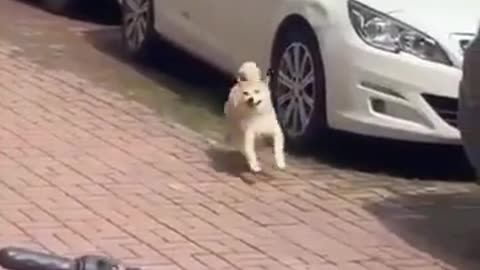 🤣🐶 Watch This Dog Run Like a Total Goofball! | FunFM