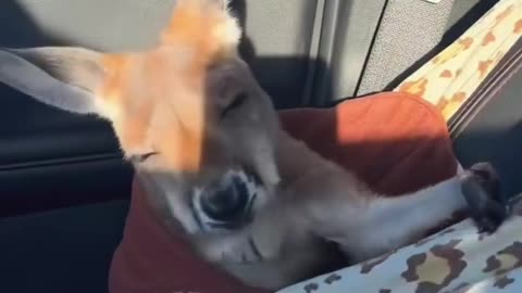 😂 I Think They're Ready for a Real One! Animal Excitement | FunFM
