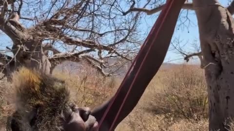 Hadzabe Tribe first time using manati