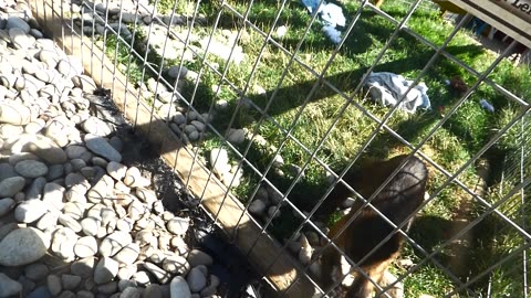 More Minnie monkey makin more noise!