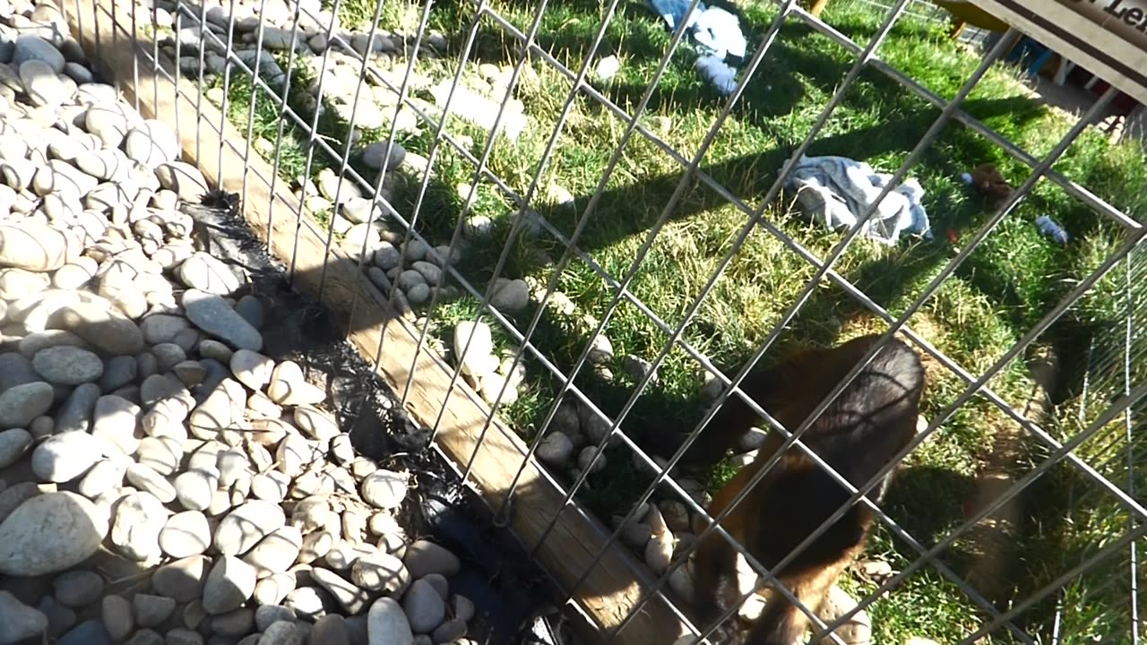 More Minnie monkey makin more noise!