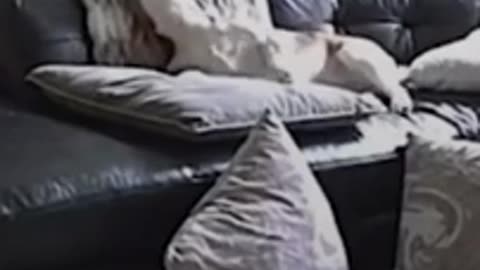 Super Funny Dog