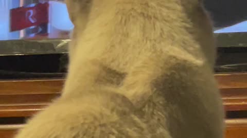Life as cat