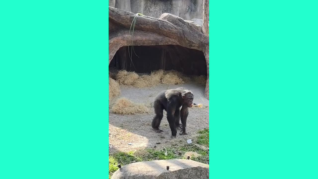 Animais engraçados