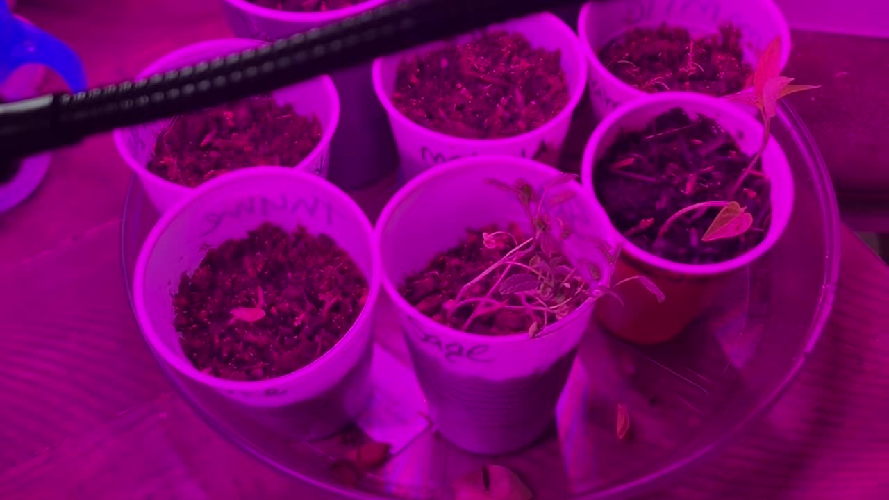 Planting seeds indoors is easy!
