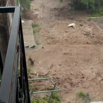 Innocent and happy... But the current almost took him away. ⚠️🐶💧