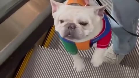 Funny Animal Video!!!!!!!!!!!!