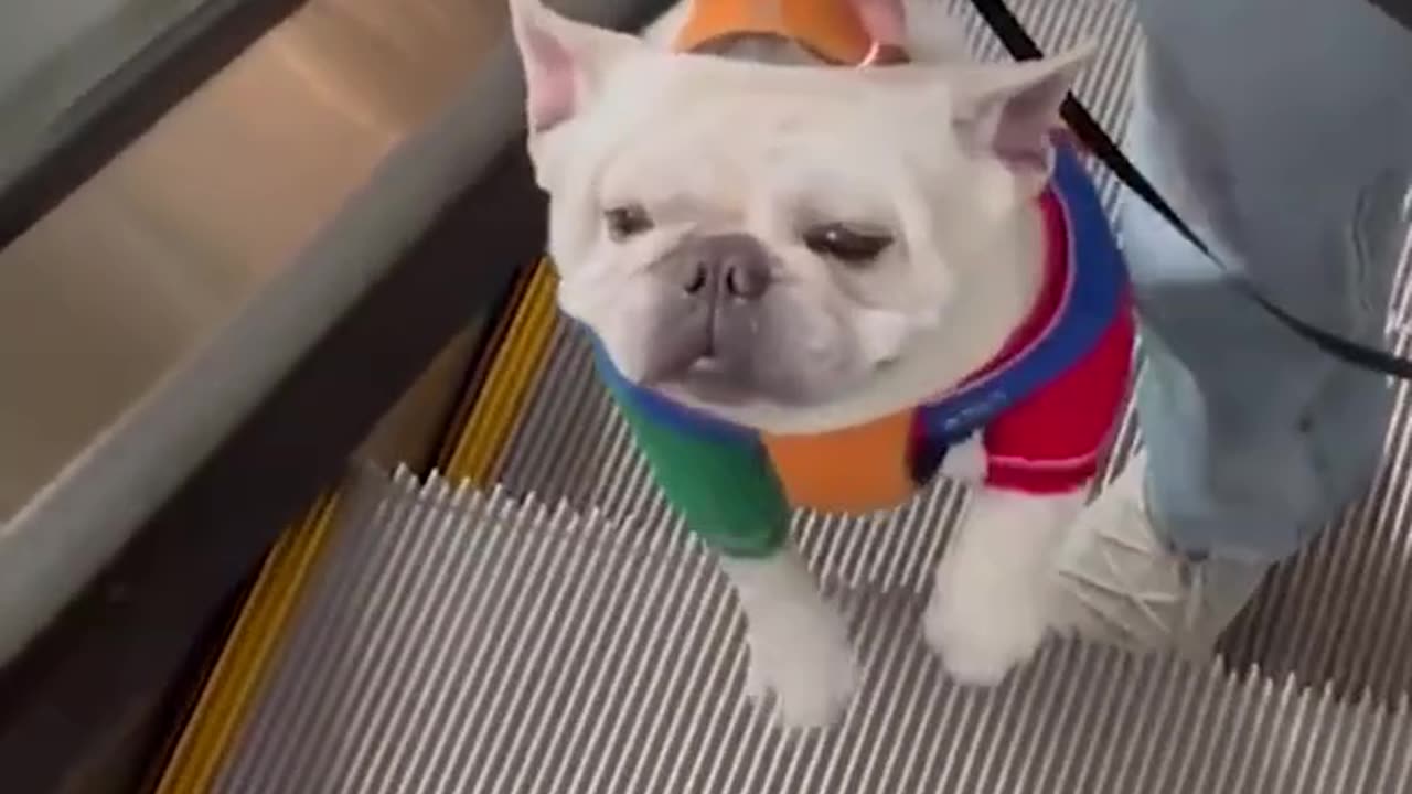 Funny Animal Video!!!!!!!!!!!!