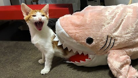 FUNNY Pets | Hilarious Animals Compilation | Funniest Cats and Dogs Clips 2025😼🐶| part_01