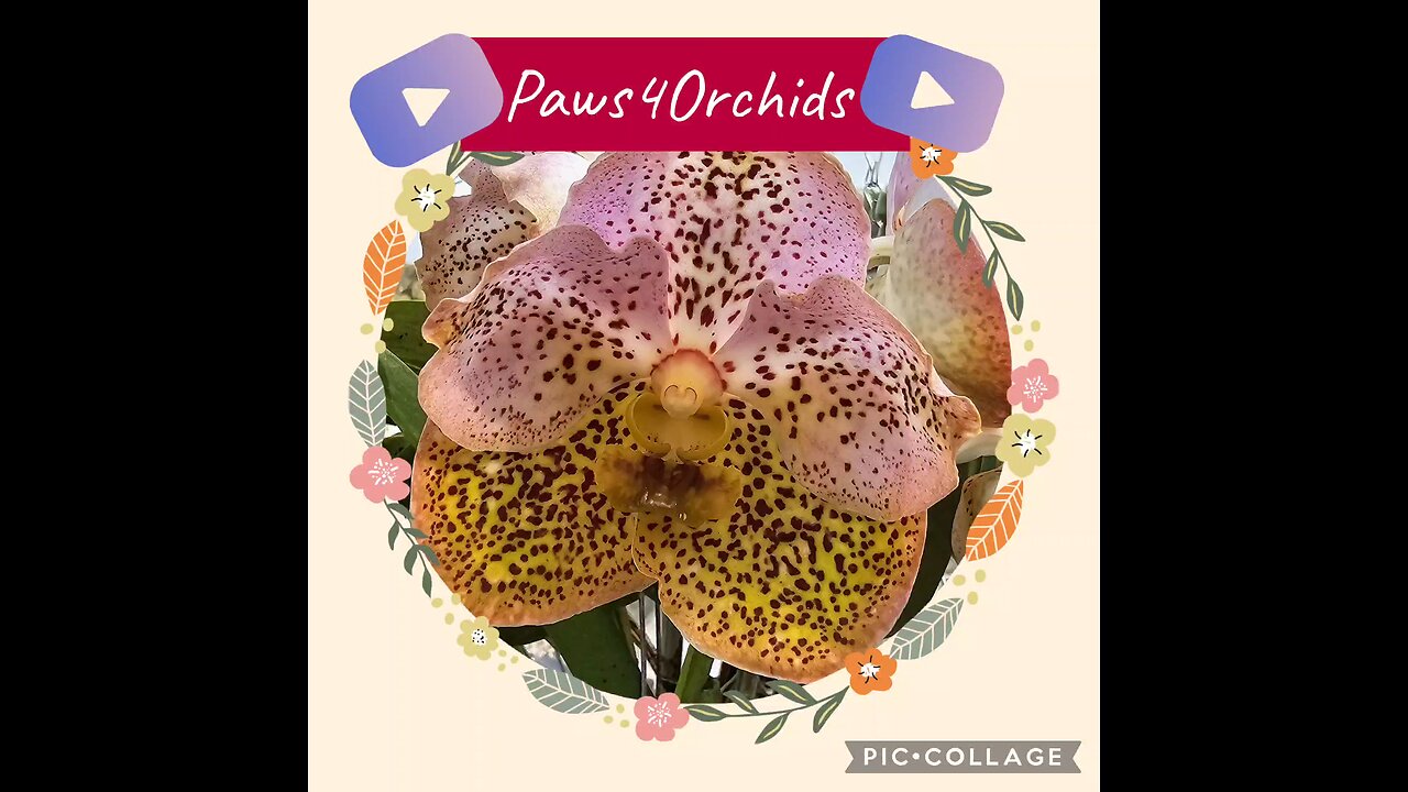 Pretty Blooms In My Garden