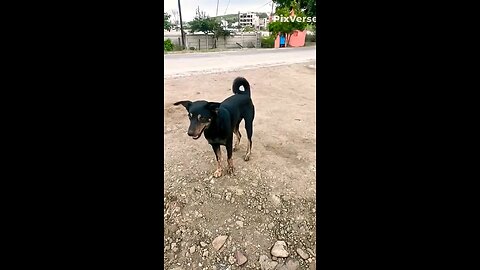 haw possible 🤔 dog dance | ai video