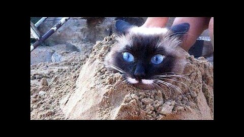 CATS are super HARD TRY NOT TO LAUGH CHALLENGE - Funny CAT compilation