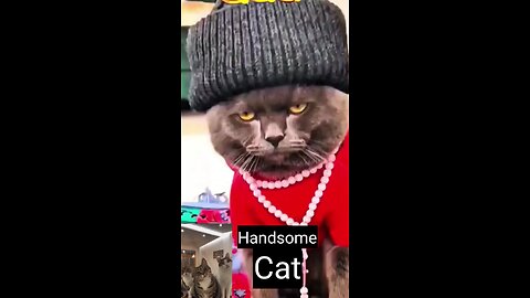 funny cat