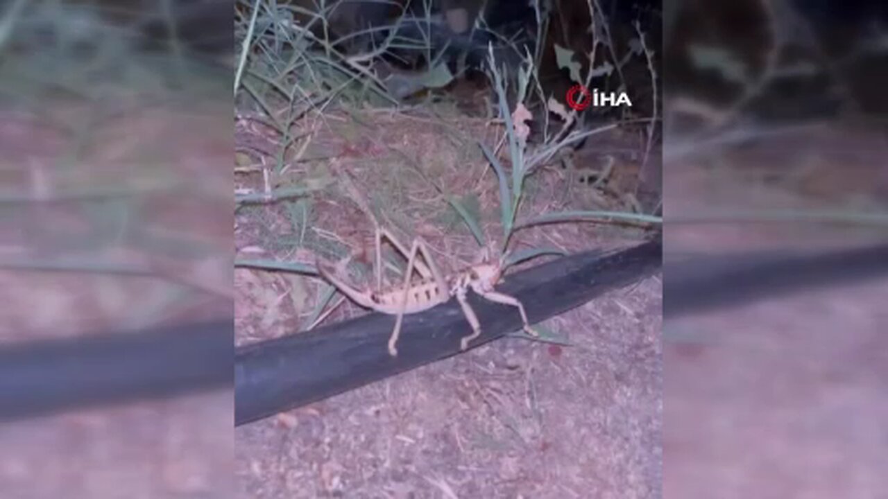 Elazığ’da dev etçil çekirge görüldü