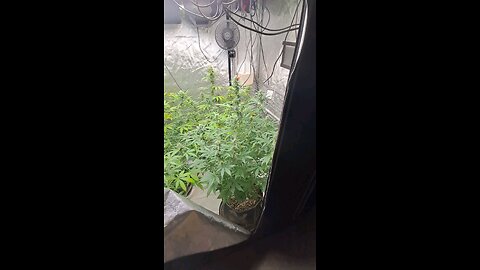 Grape ape and northern lights grow