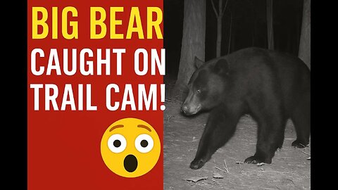 Bear Strolls By Like He Owns the Place!