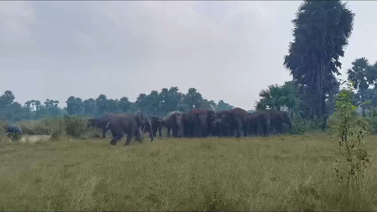 elephant road celebration