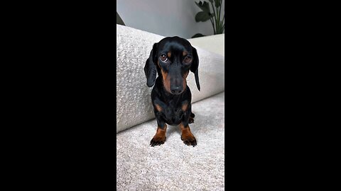 How to tell if your PUPPY is a boy or girl? 😄🐾