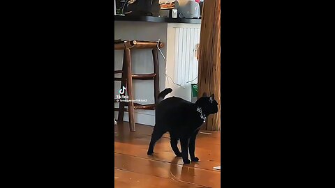 🐈 Cat's