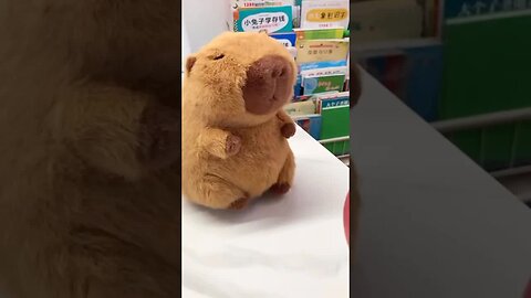 Capybara 😍🤩