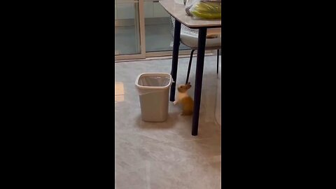 Funny animal🤣