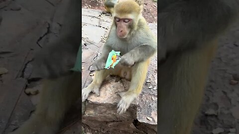 Everyone wants to see the mysophobic monkey rubbing bread monkey