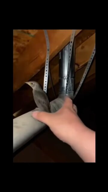 I to have this dream