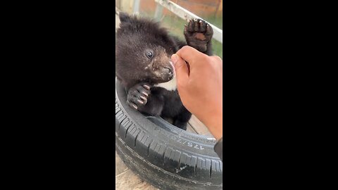Child Of Bear