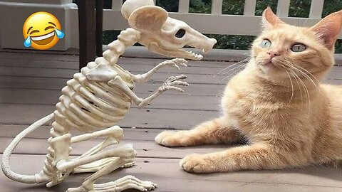 The Funniest Cuties😼🐶||Try Not To Laugh😜