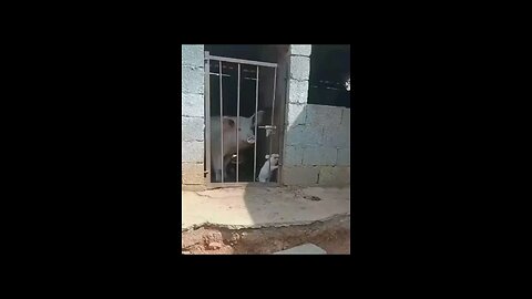 awesome pig