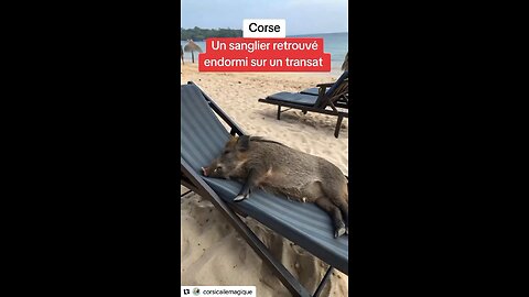 Pig vacationing in Corsica. Beauty of French accent. 8-15-25