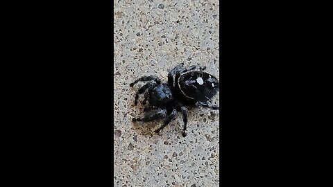 Closeup macro video of a Bold or Daring jumping spider.