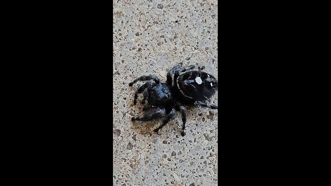 Closeup macro video of a Bold or Daring jumping spider.