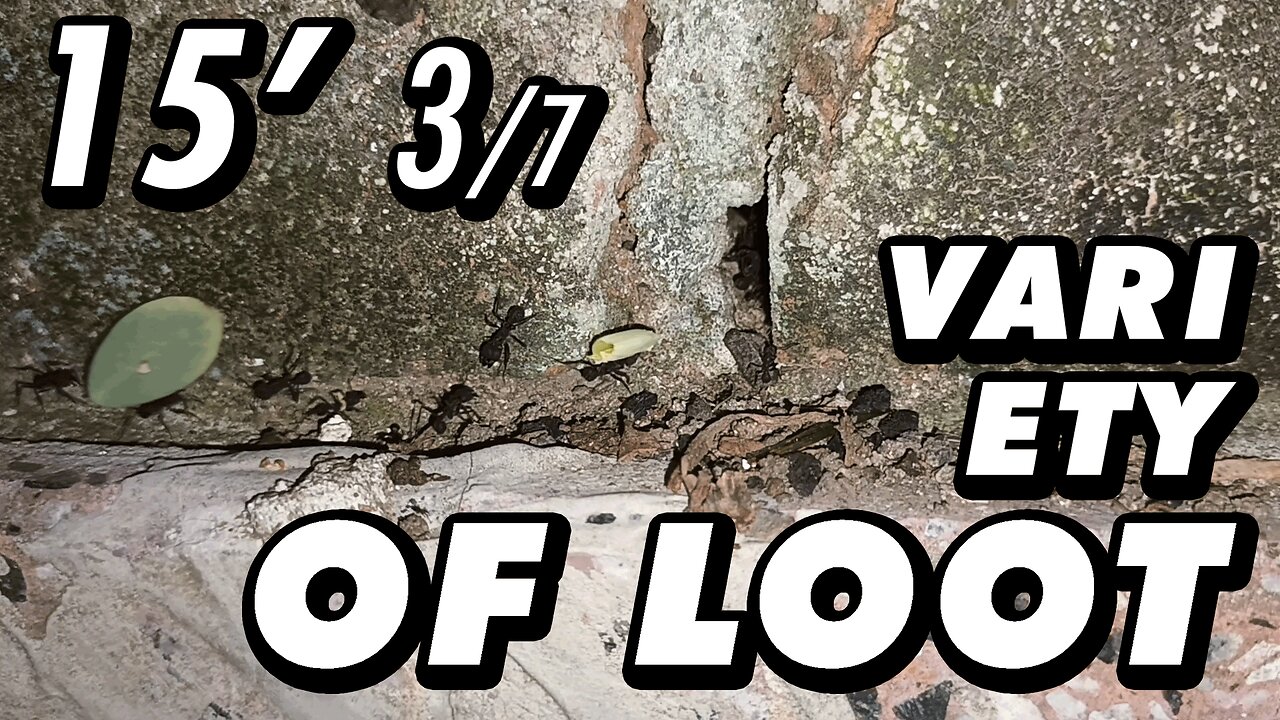 ASMR | The ants take their supplies to their brick fortress - 15' 3/7
