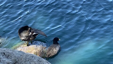 One Coot is Cleaning Itself up and the rest of the Coots Are Swimming