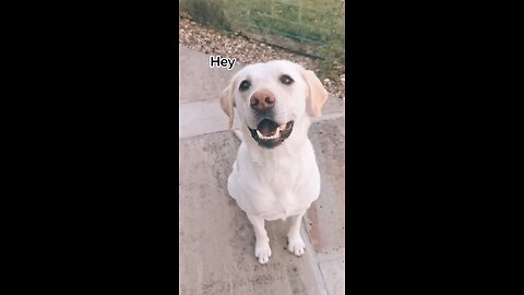 🐶❤️ A Dog’s True Love | Heartwarming Bond That Lasts Forever