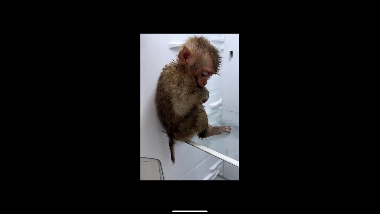 baby monkey hiding in the fridge