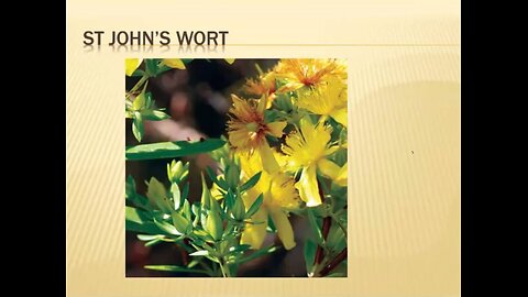 Herbs : St John's wort