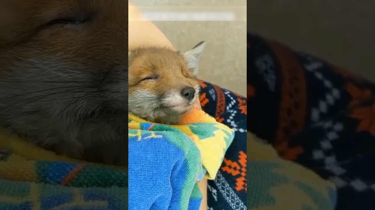 The fox came to ask people for help and they gave him a new house