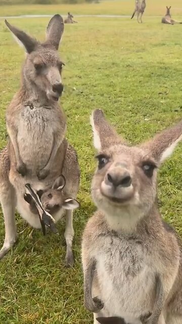 Australian kangaroos