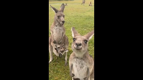 Australian kangaroos