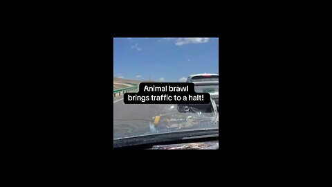 Animal brawl brings traffic to a halt!