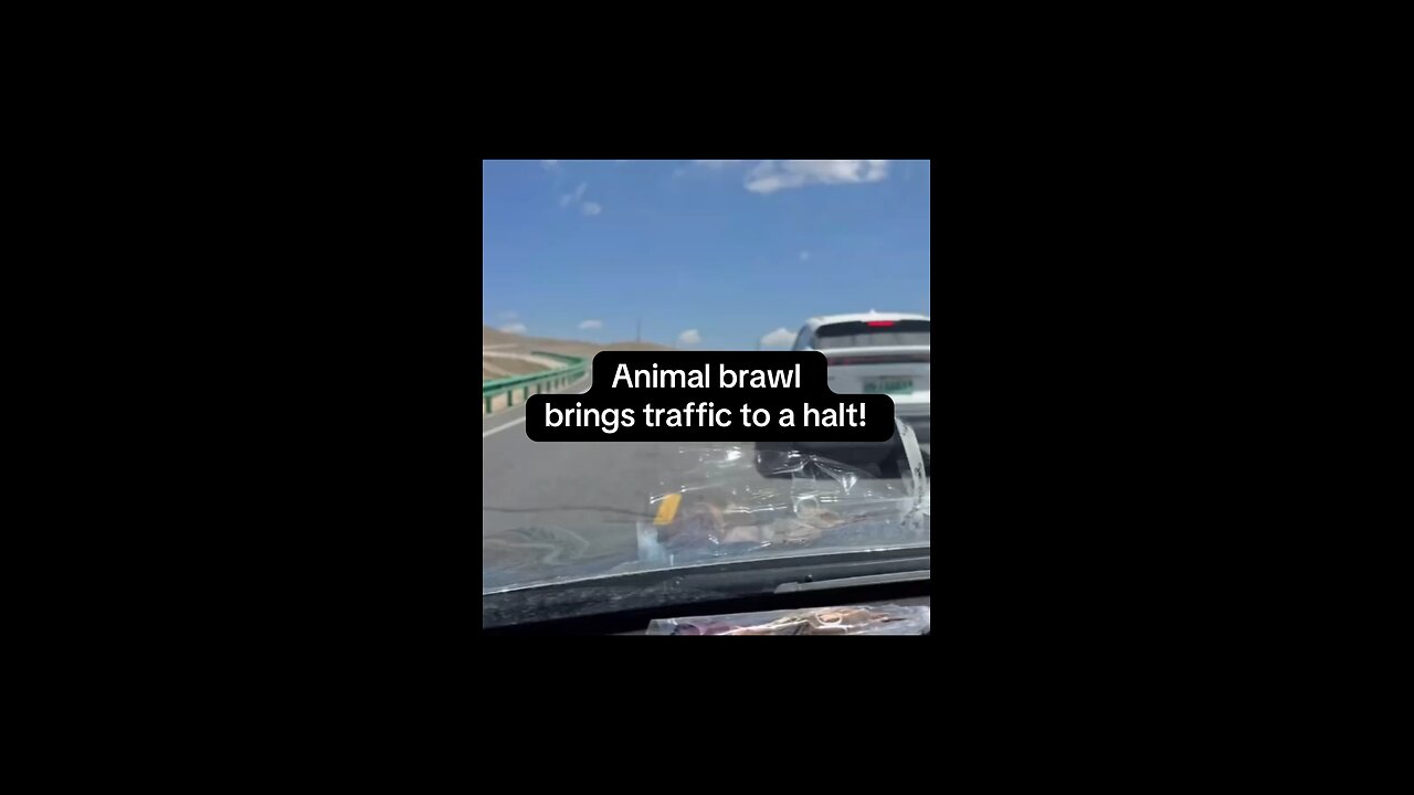 Animal brawl brings traffic to a halt!