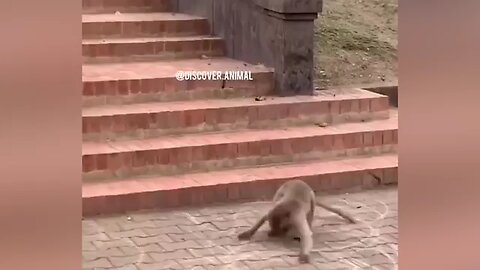 Funny animal scenes 🤣 2025