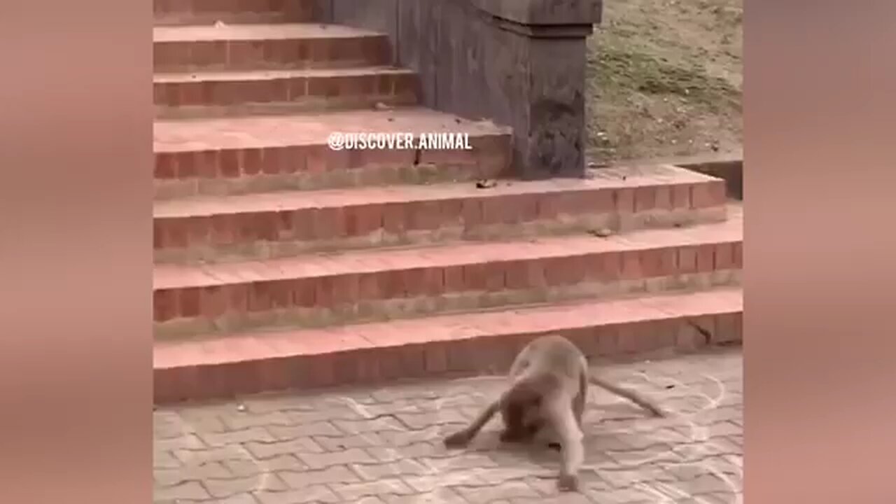 Funny animal scenes 🤣 2025