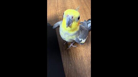 funny parrot