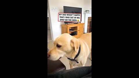 labra dog attitude