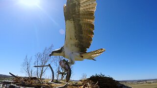 Osprey in the nest fight over a catfish meal
